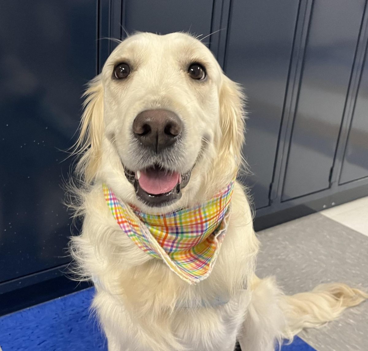 New staff member Biscuit Stone takes a break from her job as a service dog. 