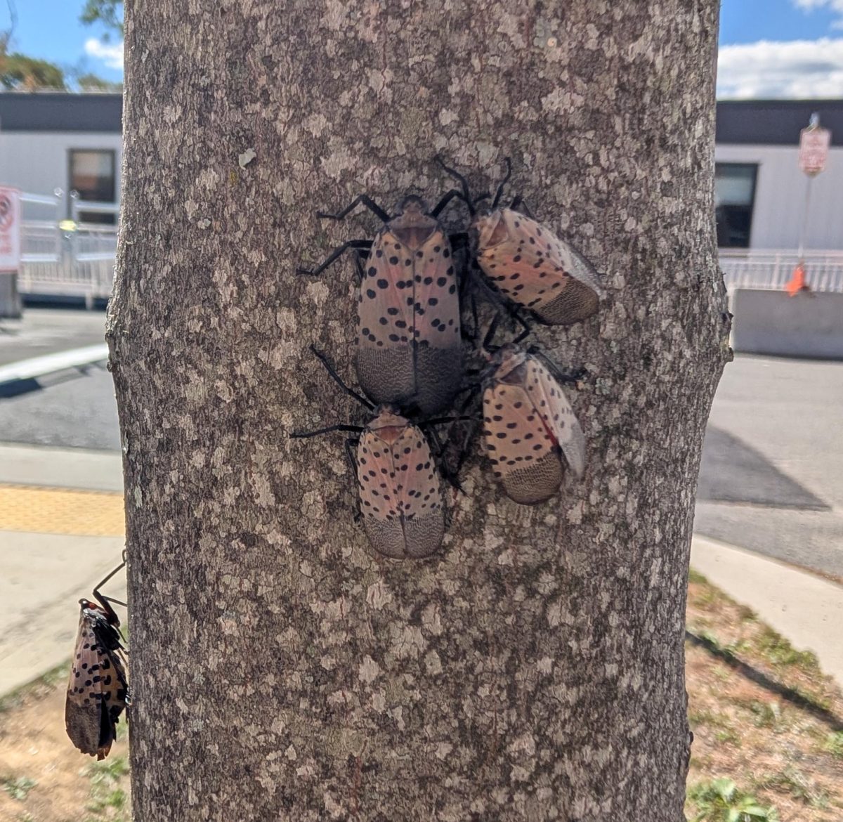 Lanternflies have covered the campus in some sports, swarming students trying to get to class and on the athletic fields.  Photo by Lightridge staff.